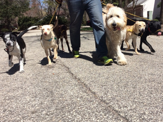 Illustration for article titled Top 7 Reasons To Consider Basic Dog Obedience Training In Marlton